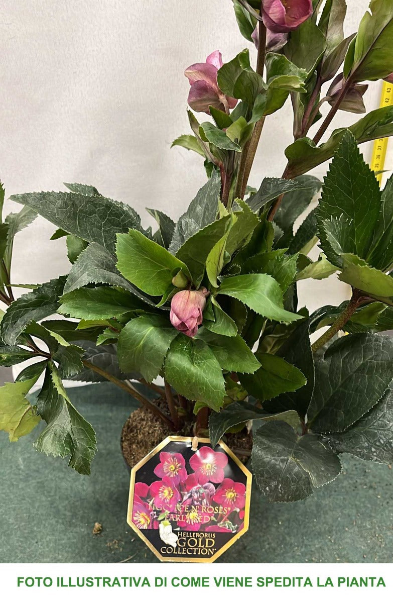 HELLEBORUS NIGER DIVA EARLY RED ROSA DI NATALE VASO 15CM