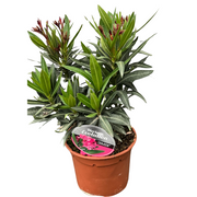 OLEANDRO EVOLUTION CRIMSON ROSA VASO 14CM