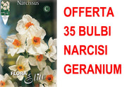 OFFERTA 35 BULBI NARCISO MULTIFIORI GERANIUM