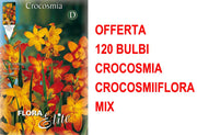 OFFERTA 120 BULBI CROCOSMIA CROCOSMIIFLORA MIX DI COLORI