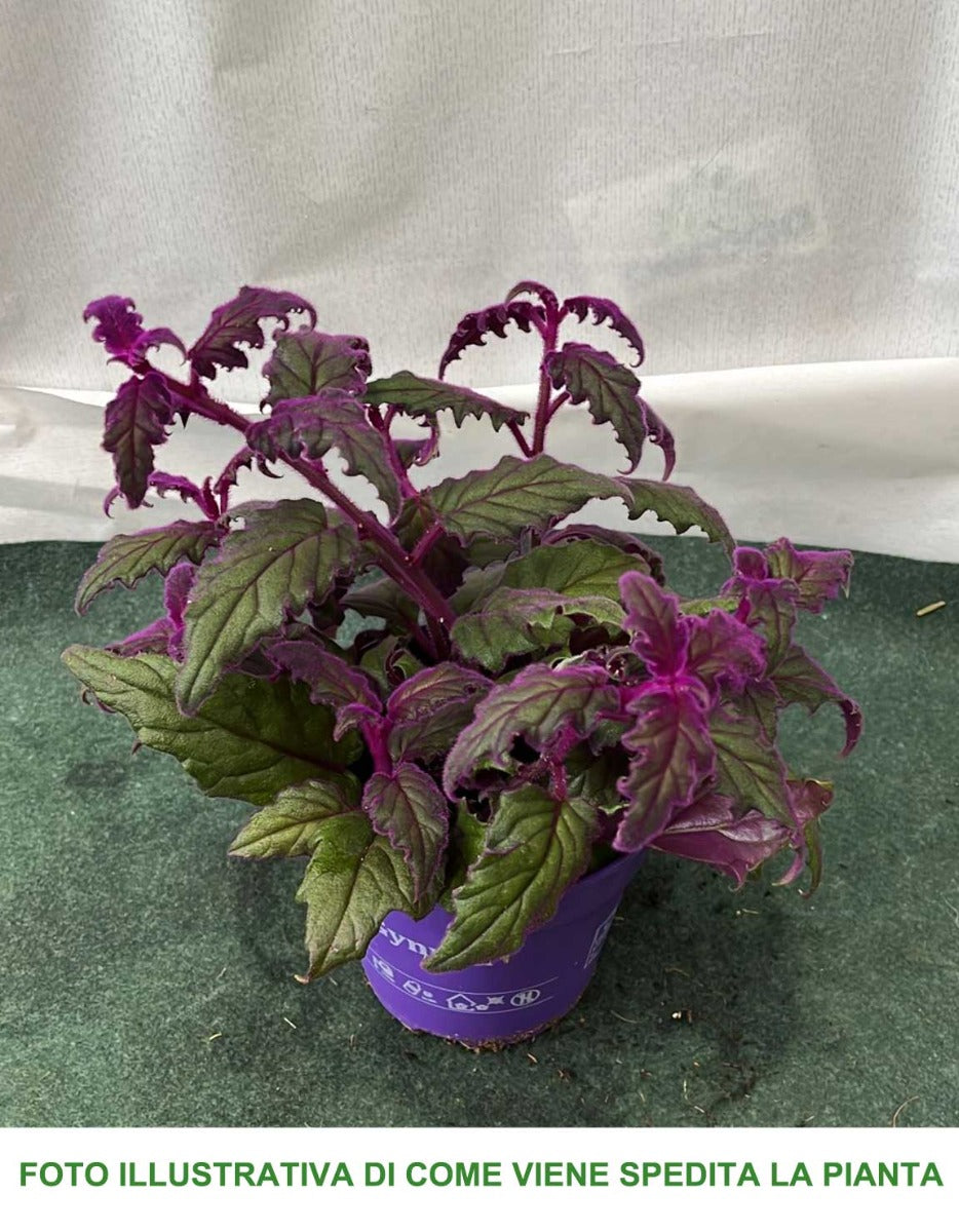 GYNURA PURPLE PASSION VASO 12CM