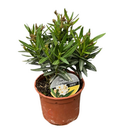 OLEANDRO EVOLUTION SUNRISE BIANCO VASO 14CM
