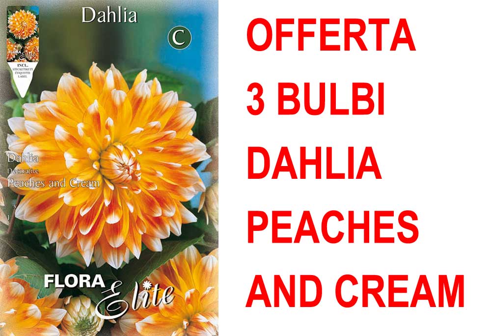 OFFERTA 3 BULBI BULBI DAHLIA DECORATIVE PEACHES AND CREAM