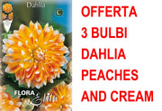 OFFERTA 3 BULBI BULBI DAHLIA DECORATIVE PEACHES AND CREAM