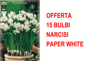 OFFERTA 15 BULBI NARCISO CHRISTMAS FLOWERING PAPER WHITE