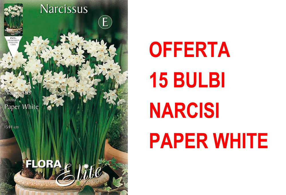 OFFERTA 15 BULBI NARCISO CHRISTMAS FLOWERING PAPER WHITE