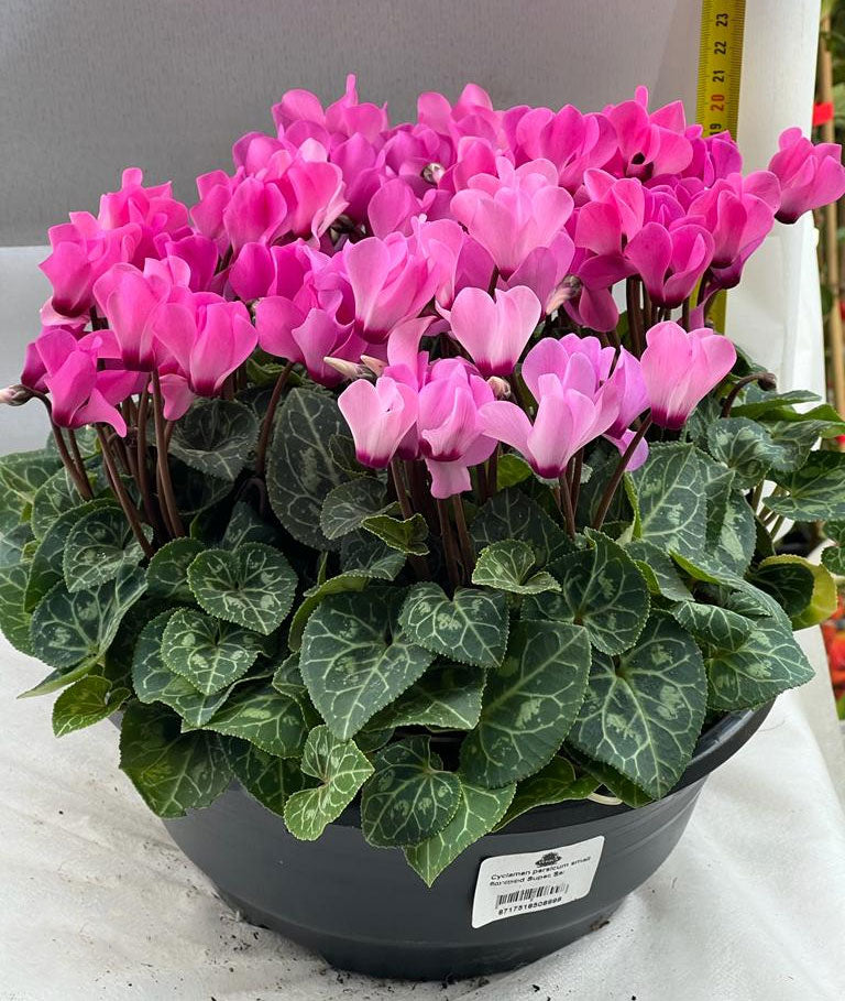 CICLAMINI ROSA E FUCSIA IN VASO 19CM