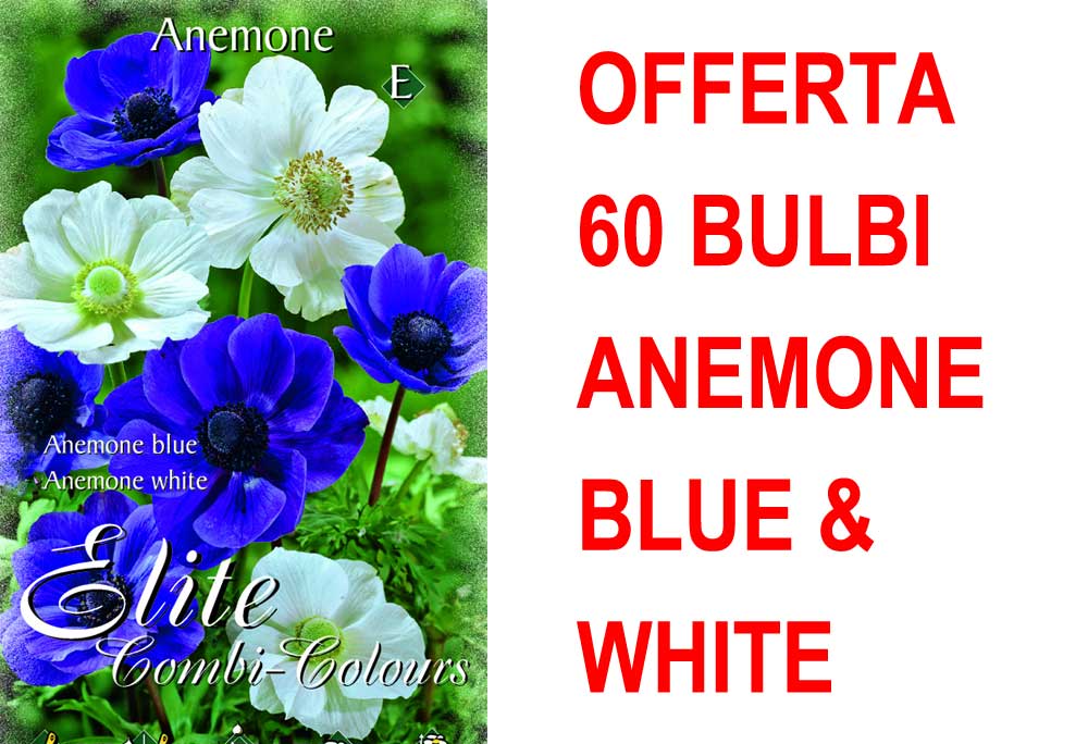 OFFERTA 60 BULBI ANEMONE DE CAEN MIX BLU E WHITE