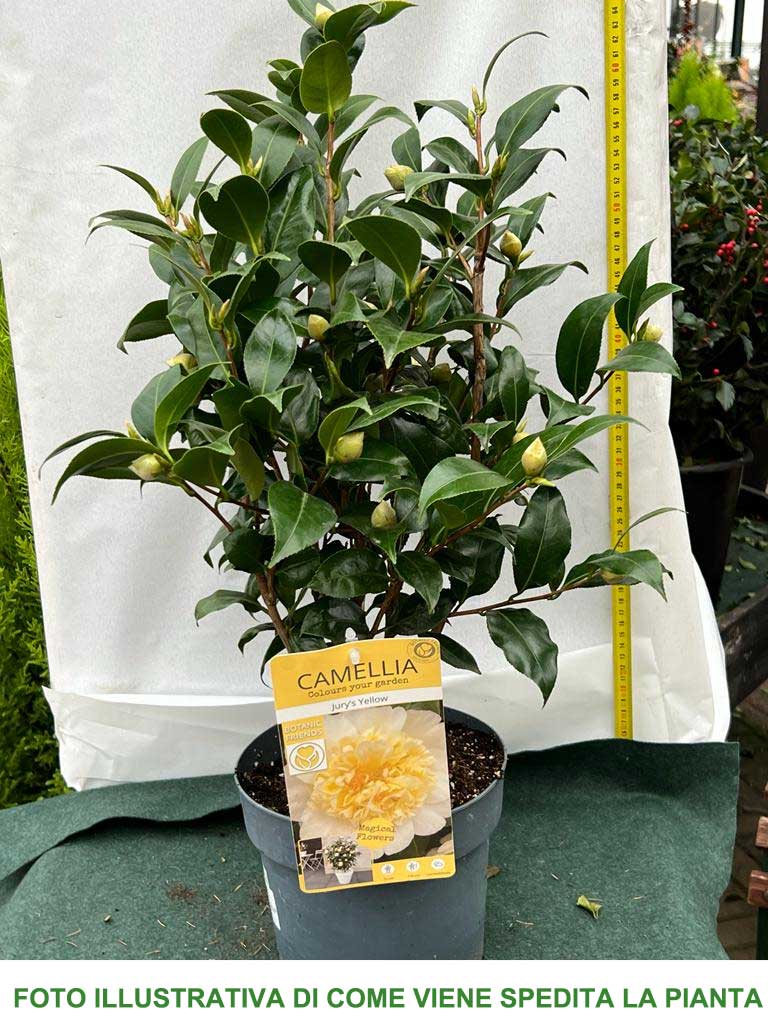 CAMELIA JAPONICA JURY'S YELLOW VASO 19CM