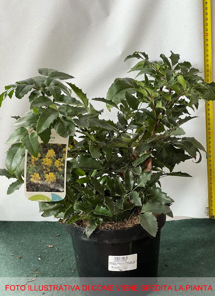 MAHONIA AQUIFOLIUM VASO 19CM