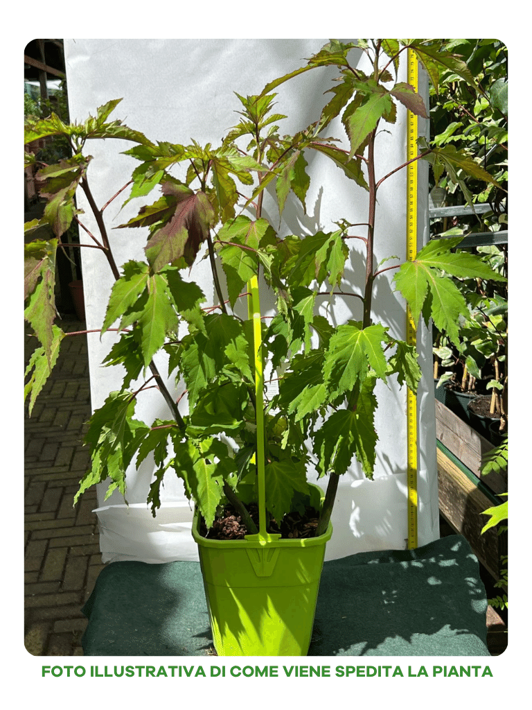 HIBISCUS IBISCO MOSCHEUTOS CAROUSEL GEANT RED IN VASO 19CM