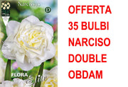 OFFERTA 35 BULBI NARCISO DOUBLE OBDAM