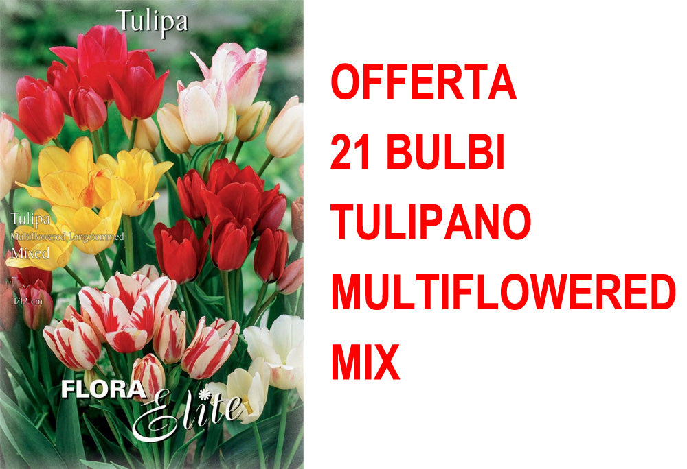 OFFERTA 21 BULBI TULIPANO MULTIFLOWERED MIX