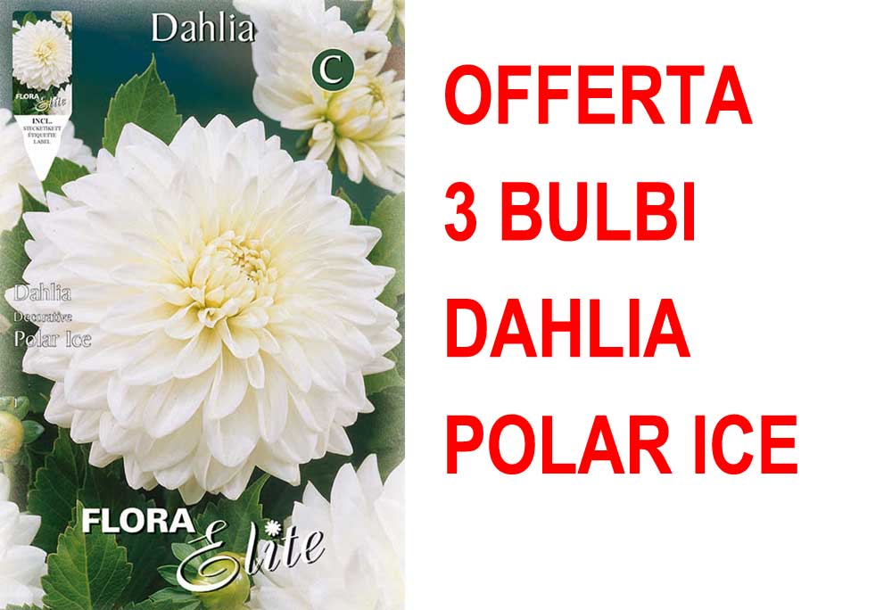 OFFERTA 3 BULBI DAHLIA DECORATIVE POLAR ICE