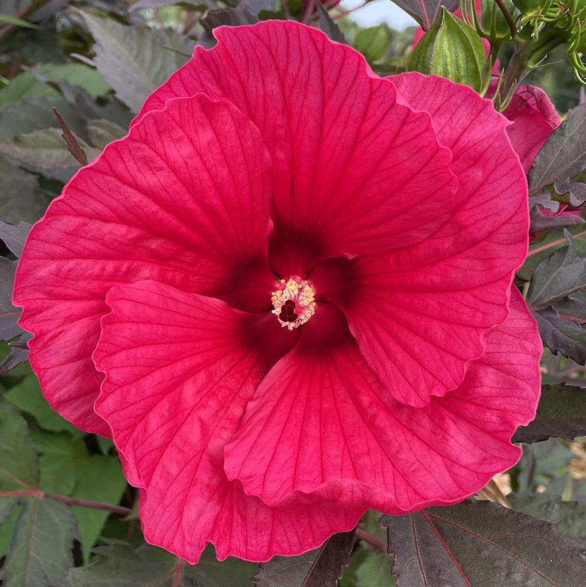 HIBISCUS IBISCO MOSCHEUTOS CAROUSEL PINK PASSION IN VASO 19CM