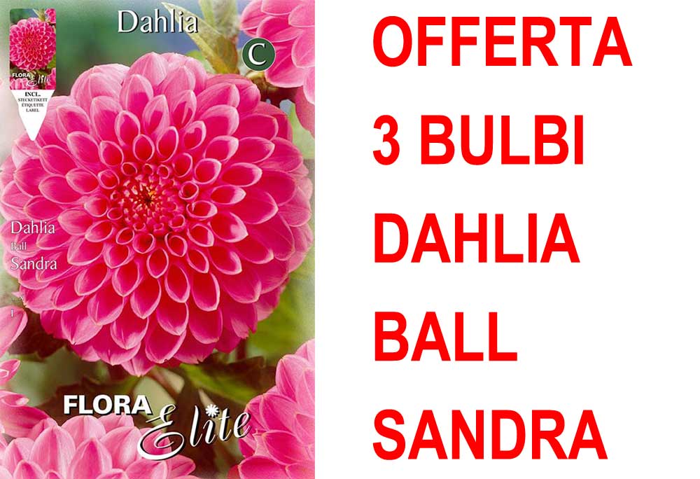 OFFERTA 3 BULBI DAHLIA BALL SANDRA