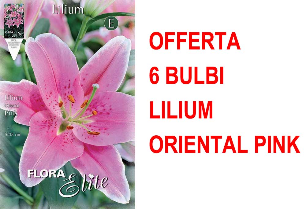OFFERTA 6 BULBI LILIUM ORIENTAL PINK