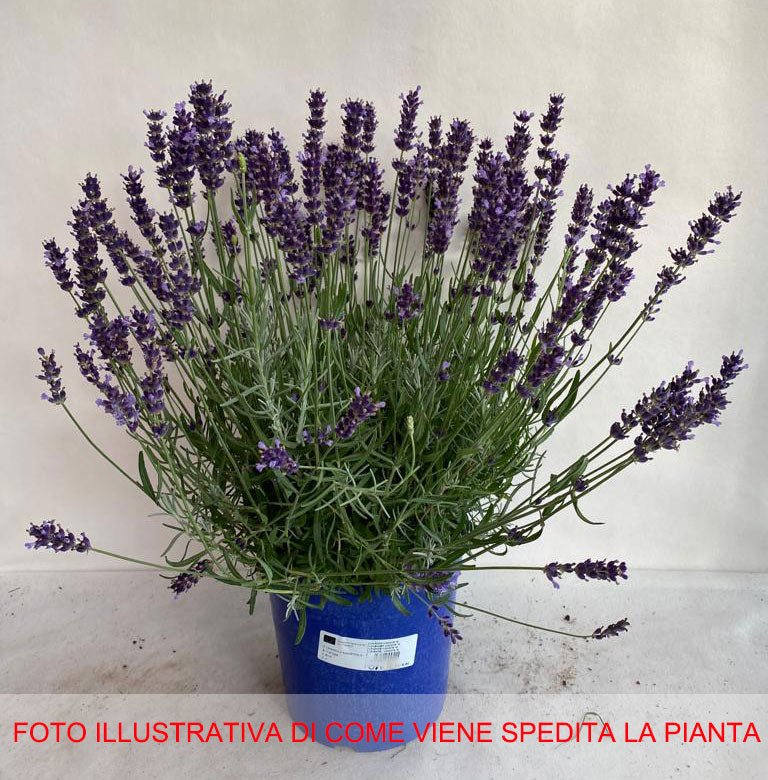 LAVANDA NANA HIDCOTE IN VASO 18CM