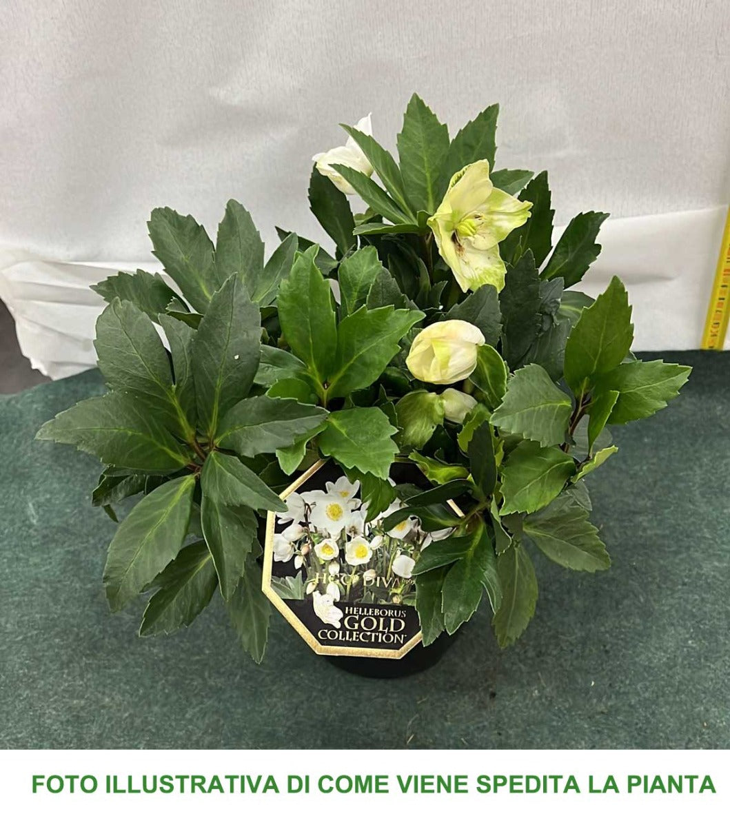 HELLEBORUS ICE N’ ROSES EARLY WHITE ROSA DI NATALE VASO 15CM