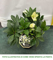 HELLEBORUS ICE N’ ROSES EARLY WHITE ROSA DI NATALE VASO 15CM