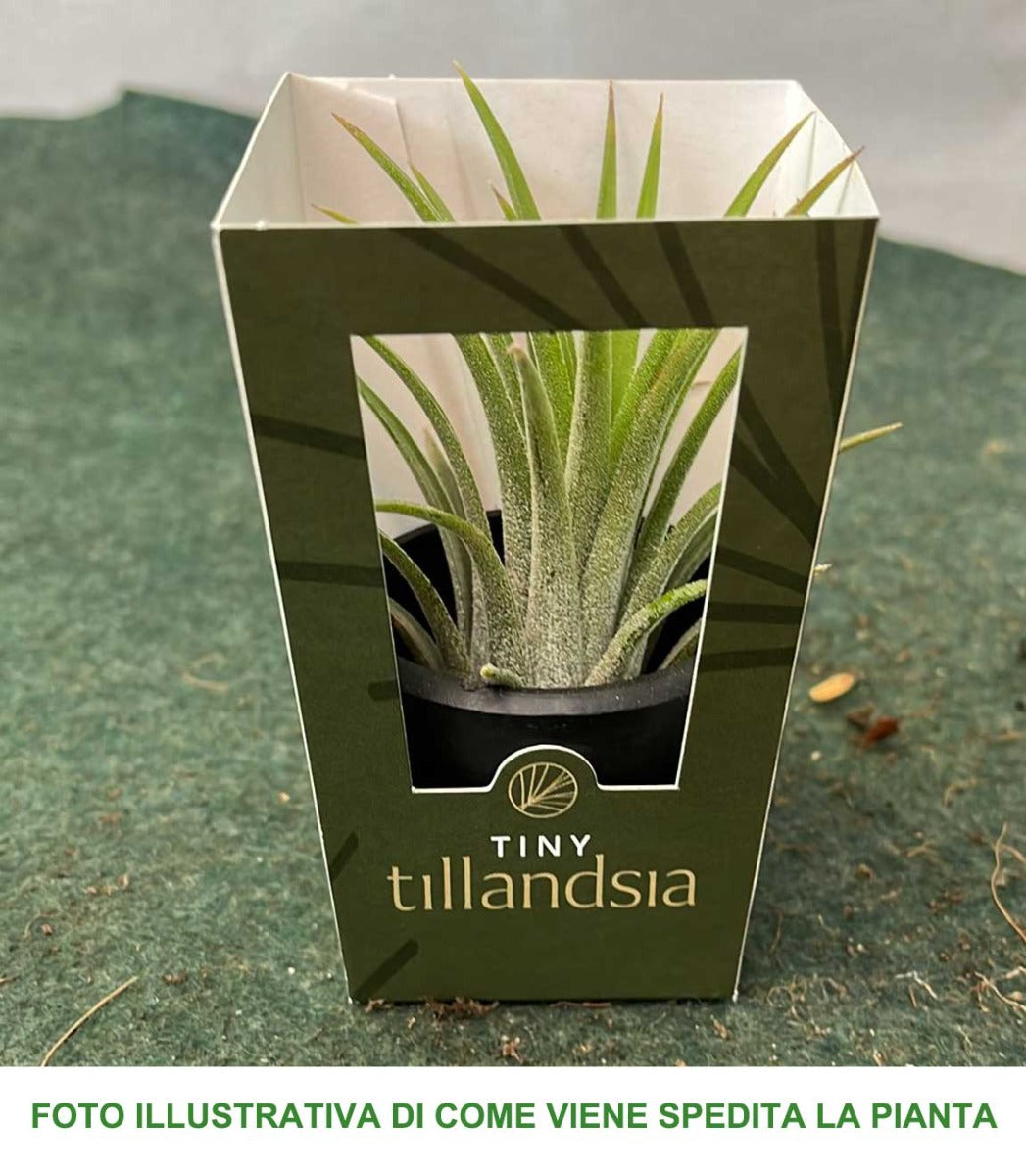 TILLANDSIA ASSORTITA 6CM
