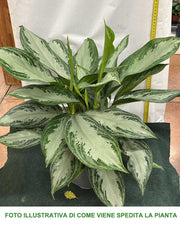AGLAONEMA SILVER BAY VASO 17CM