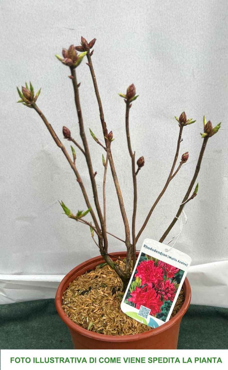 AZALEA MOLLIS ROSSA IN VASO 17CM
