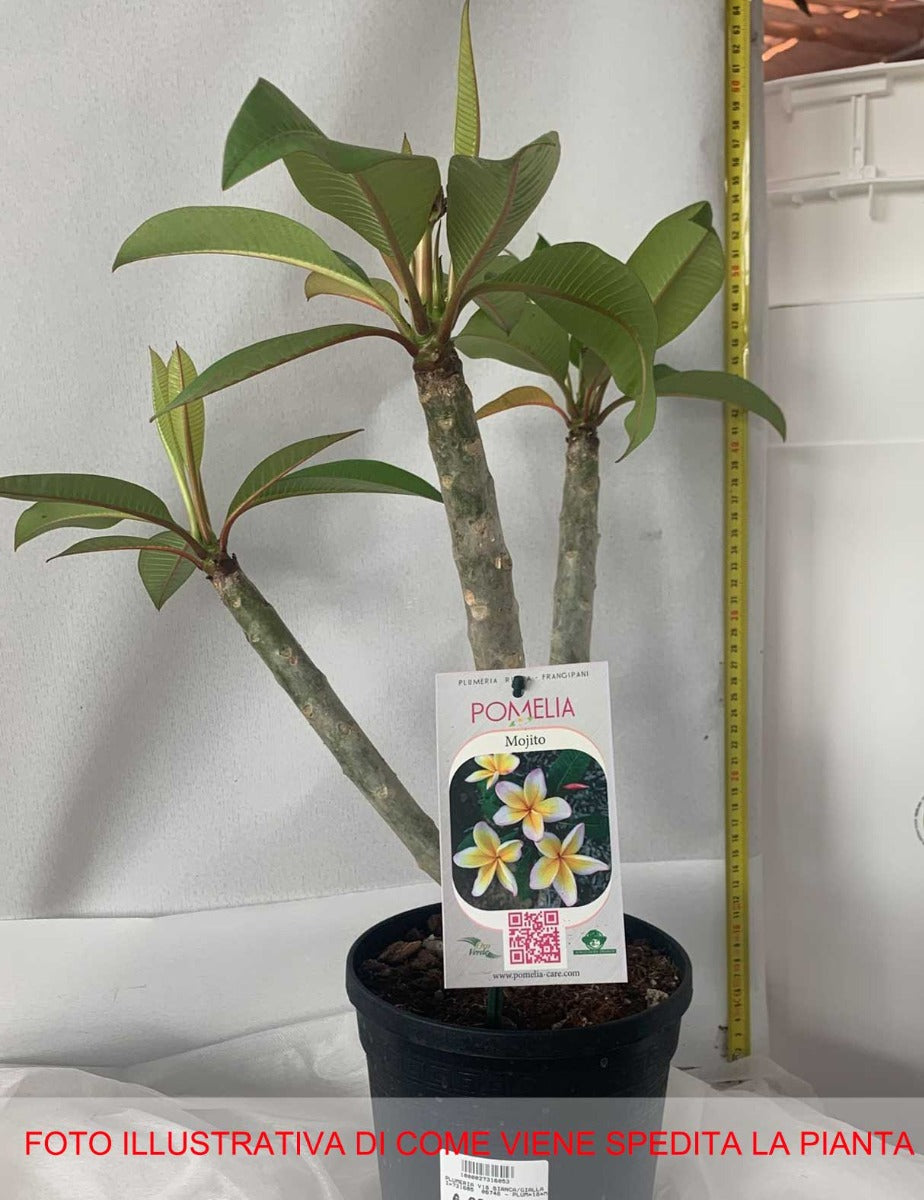 PLUMERIA POMELIA MOJITO IN VASO 18CM