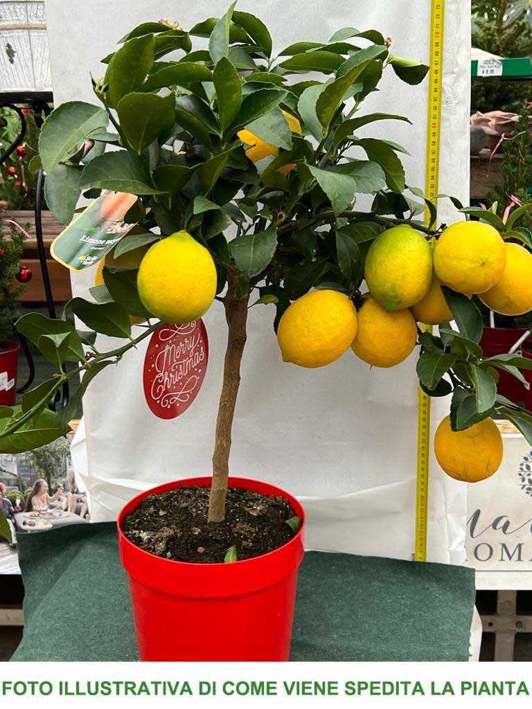 LIMONE MEYER CITRUS MEYERI IN VASO 20CM