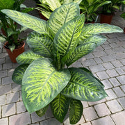 DIEFFENBACHIA TROPIC SNOW VASO 21CM