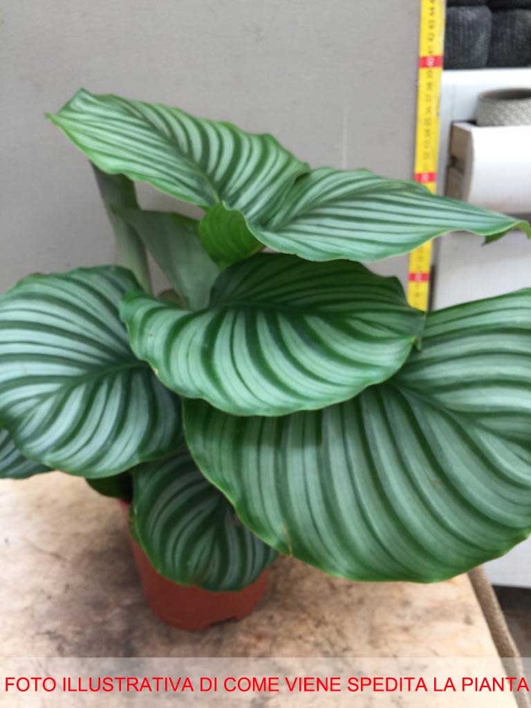 CALATHEA ORBIFOLIA IN VASO 14CM