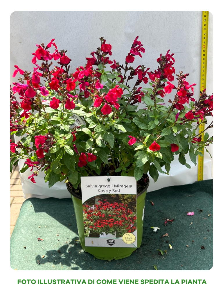 SALVIA GREIGGII MIRAGE CHERRY RED VASO 18CM