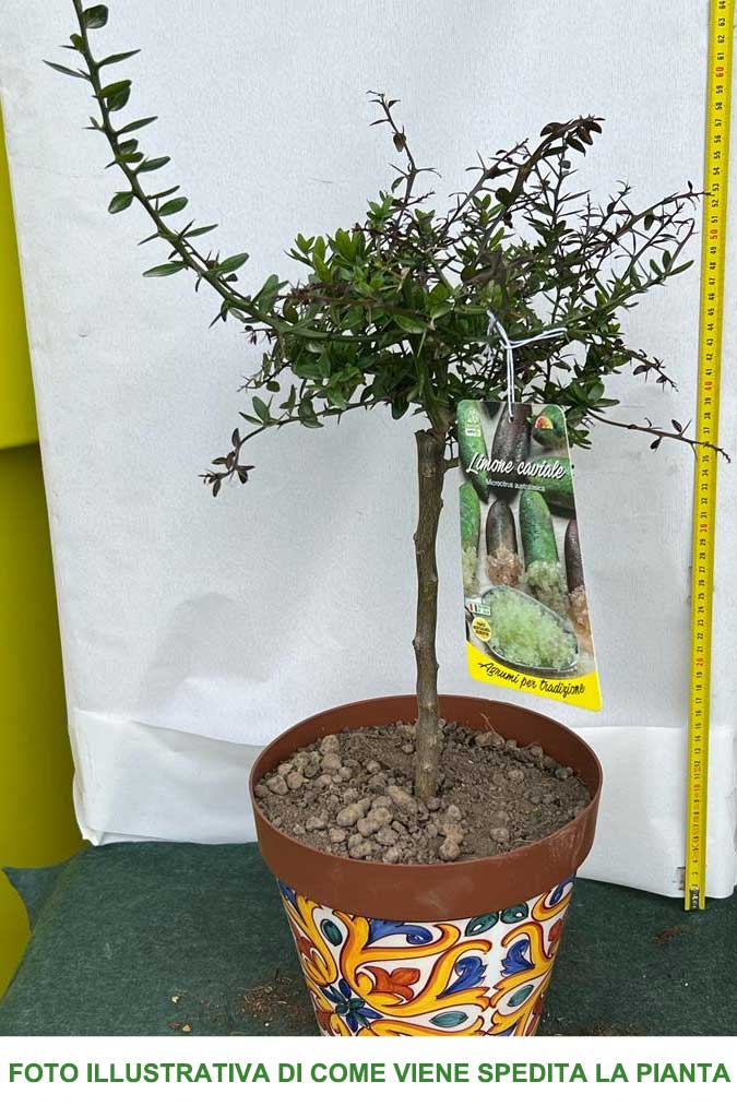 LIMONE CAVIALE VERDE FINGER LIME IN VASO 22CM