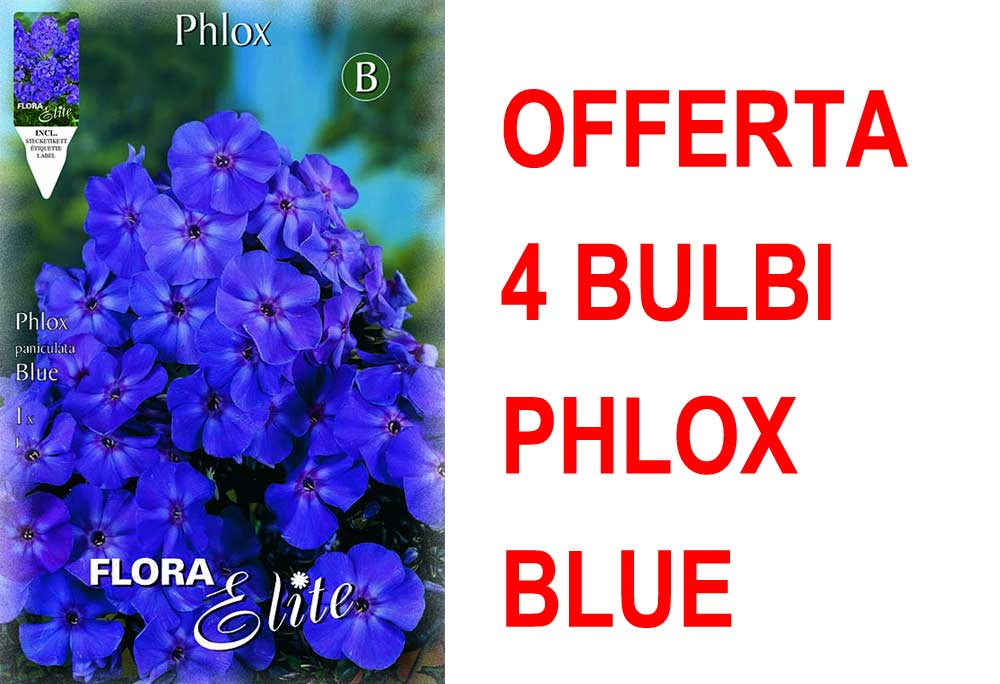 OFFERTA 4 BULBI PHLOX BLUE