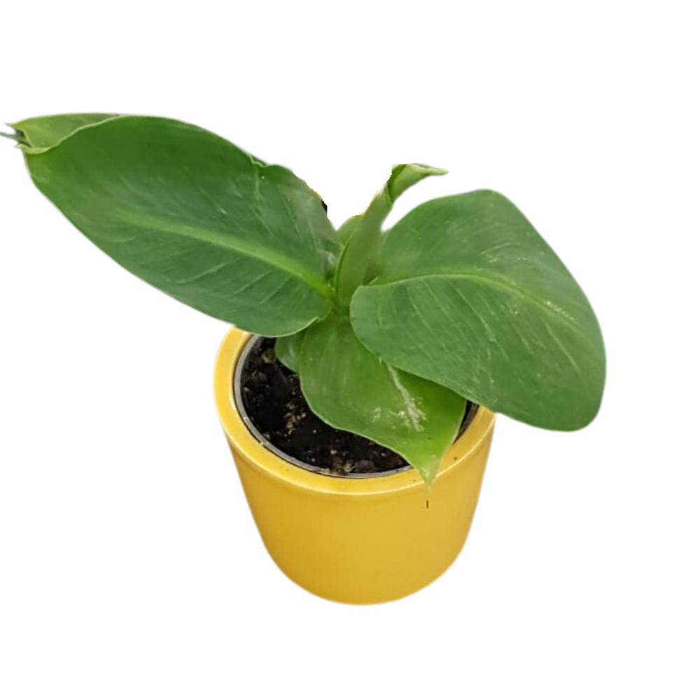 MUSA ACUMINATA CHEEKA BANANO NANO IN COPRIVASO 8CM