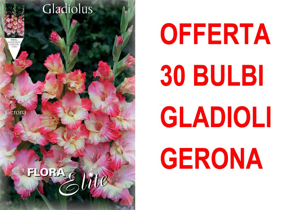 OFFERTA 30 BULBI GLADIOLI A FIORI GRANDI GERONA