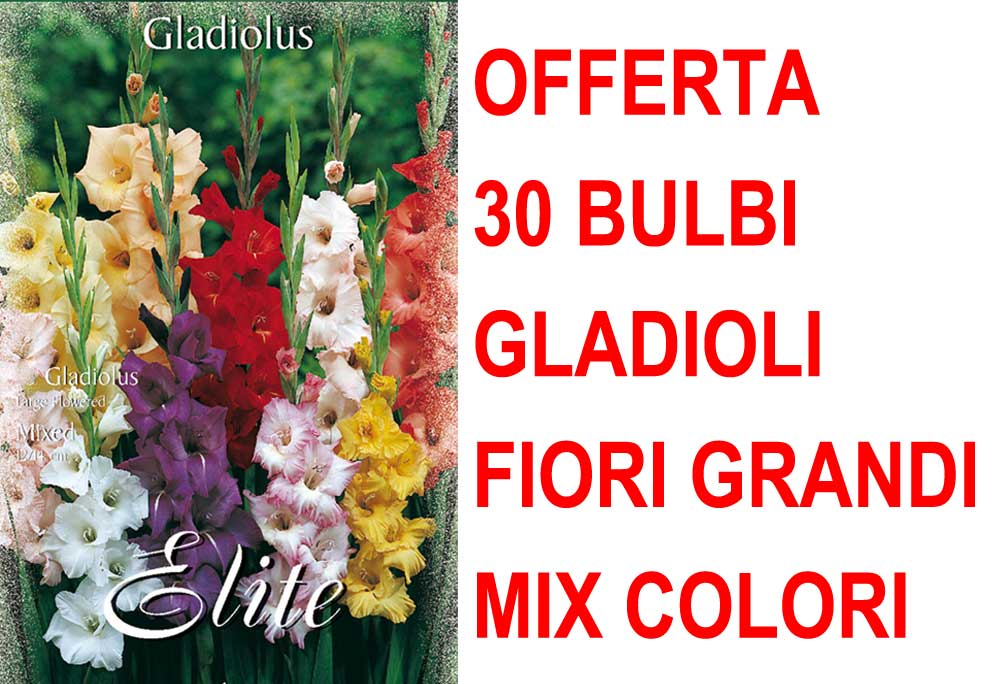 OFFERTA 30 BULBI GLADIOLI A FIORI GRANDI MIX DI COLORI
