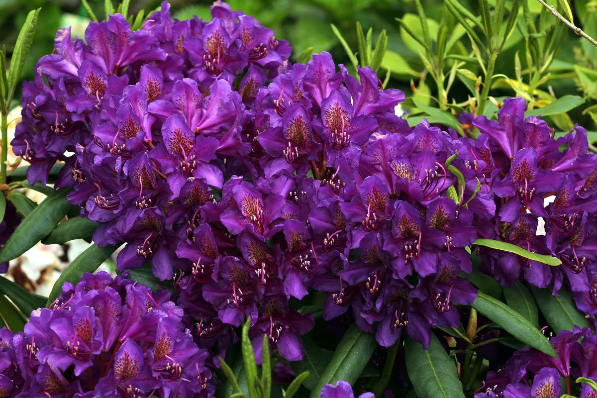 RODODENDRO MARCEL MENARD IN VASO 24CM