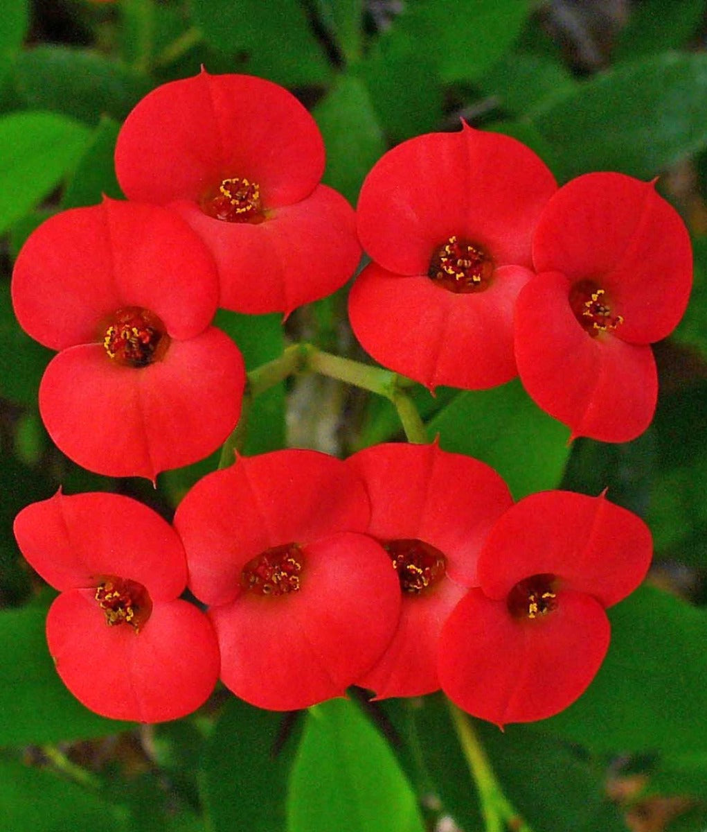 EUPHORBIA MILII VASO 14CM