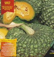3 PIANTE IN VASO Ø10CM ZUCCA TONDA RUGOSA MARINA DI CHIOGGIA