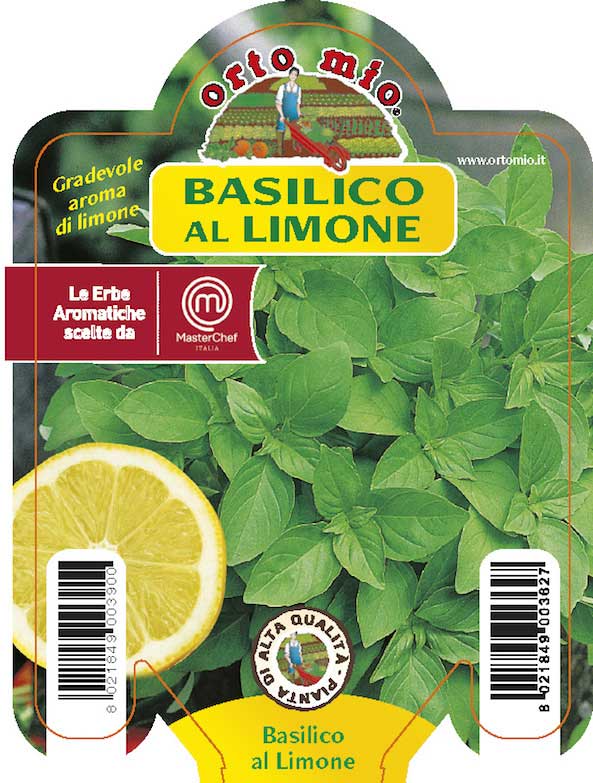 3 PIANTE IN VASO Ø10CM DI BASILICO AL LIMONE