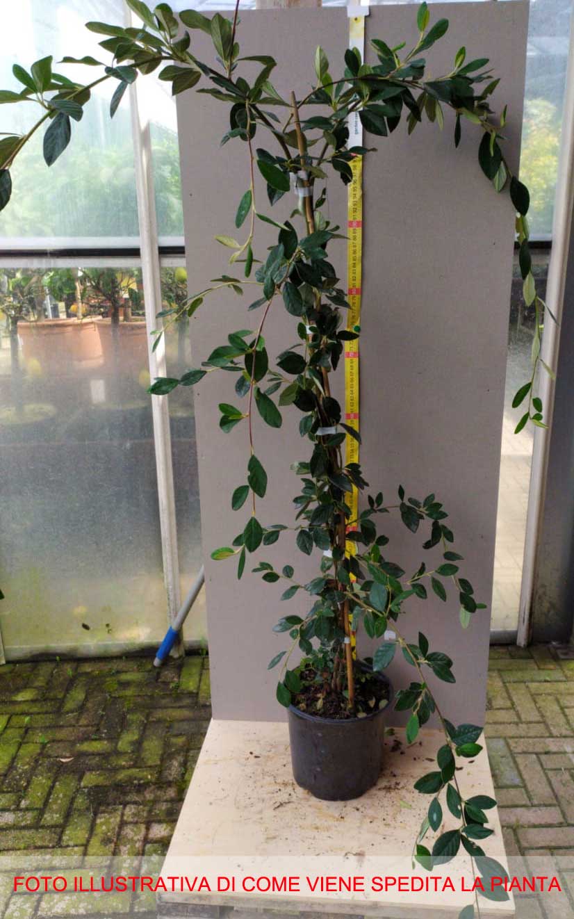 COTONEASTER COTOGNASTRO LACTEUS VASO 18CM