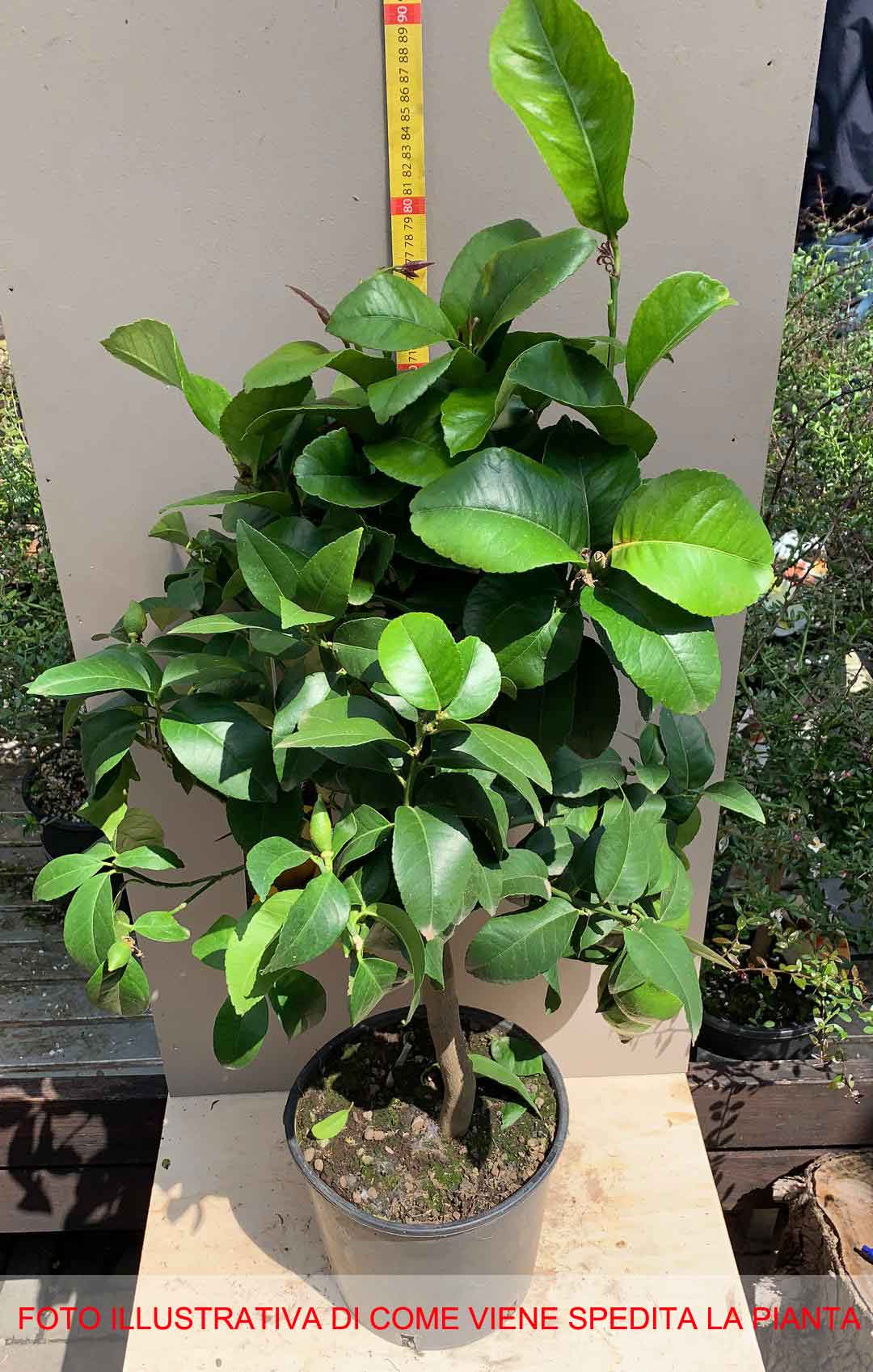 LIMONE CITRUS LIMON IN VASO 20CM