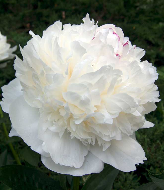 PEONIA LACTIFLORA BIANCA VASO 15CM