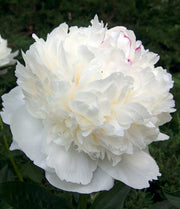 PEONIA LACTIFLORA BIANCA VASO 13CM