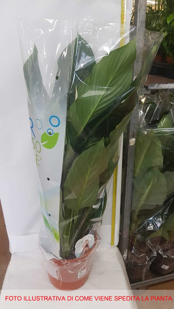 SPATHIPHYLLUM SILVANA VASO 24CM