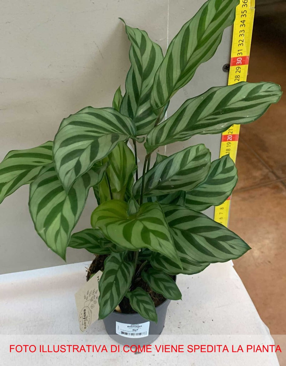 CALATHEA FREDDIE IN VASO 11CM