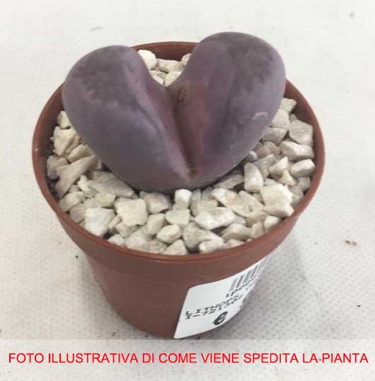 LITHOPS LITHOPS OPTICA RUBRA VASO 5.5CM
