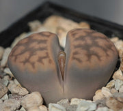 LITHOPS LITHOPS OPTICA HALLII VASO 5.5CM