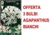 OFFERTA 3 BULBI AGAPANTHUS BIANCO